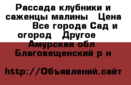 Рассада клубники и саженцы малины › Цена ­ 10 - Все города Сад и огород » Другое   . Амурская обл.,Благовещенский р-н